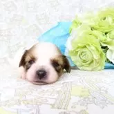 パピヨン