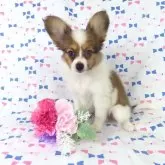 パピヨン