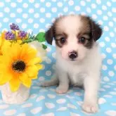 パピヨン
