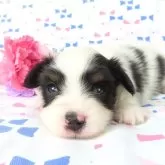 パピヨン