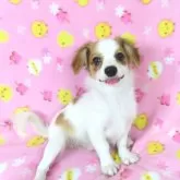 パピヨン