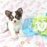 チワワ(ロング)