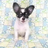 チワワ(ロング)