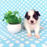 パピヨン