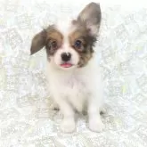 パピヨン