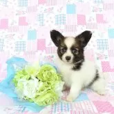 パピヨン