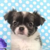 チワワ(ロング)