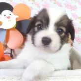 パピヨン