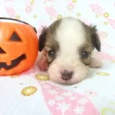 パピヨン