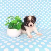 パピヨン