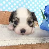 パピヨン