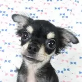 チワワ(ロング)