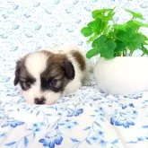 パピヨン