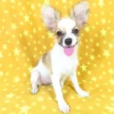 パピヨン
