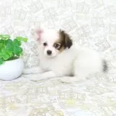 パピヨン