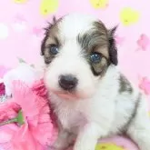 パピヨン