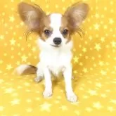 パピヨン