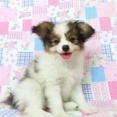 パピヨン