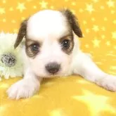 パピヨン