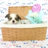 パピヨン