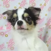 チワワ(ロング)