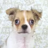 チワワ(ロング)