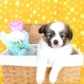 パピヨン