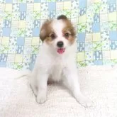 パピヨン