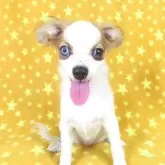 パピヨン