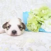 パピヨン