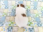 パピヨン【千葉県・男の子・2025年6月17日・ホワイト&レッドセーブル】の写真5