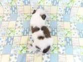 パピヨン【千葉県・男の子・2025年3月12日・ホワイト&レッドセーブル】の写真5