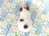 パピヨン【千葉県・男の子・2025年6月20日・ホワイト&レッドセーブル】の写真6