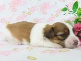 パピヨン【千葉県・男の子・2025年4月5日・ホワイト&レッドセーブル】の写真6「4/21現在の体重は0.62ｋｇです。」
