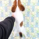 パピヨン【千葉県・男の子・2025年5月22日・ホワイト&レッドセーブル】の写真5