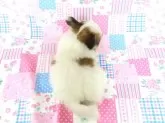 パピヨン【千葉県・男の子・2025年6月17日・ホワイト&レッドセーブル】の写真13