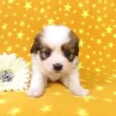 パピヨン【千葉県・女の子・2025年10月1日・ホワイト&レッドセーブル】の写真6「11/7現在の体重は0.835ｋｇです。」