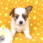 パピヨン【千葉県・女の子・2025年10月1日・ホワイト&レッドセーブル】の写真6「11/7現在の体重は0.79ｋｇです。」