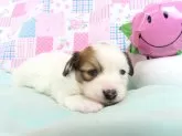 パピヨン【千葉県・男の子・2025年2月4日・ホワイト&レッドセーブル】の写真8