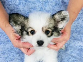 Bob 様のお迎えした子犬