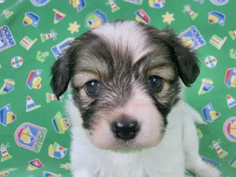 ID:1505-00465の子犬