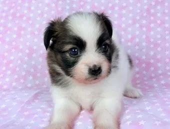 ID：1409-01464の子犬