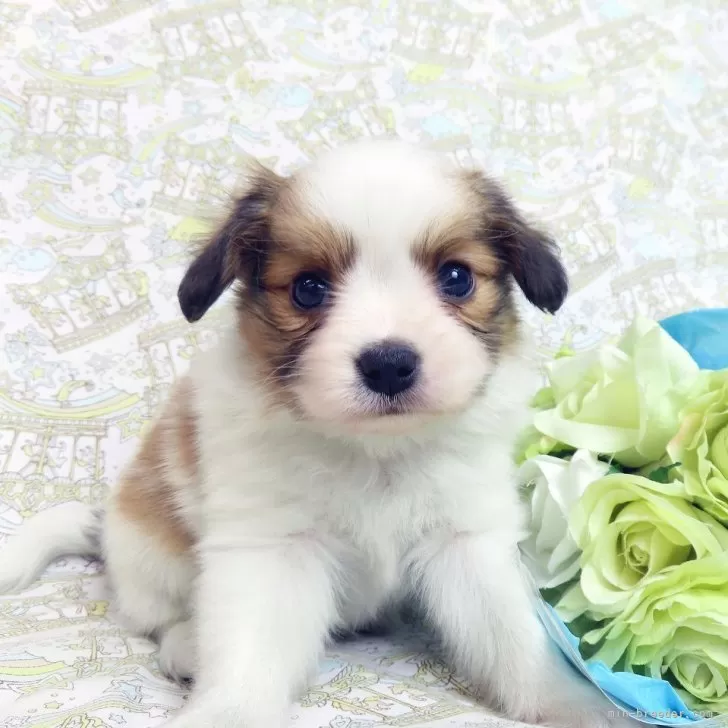 ID：2401-06511の子犬