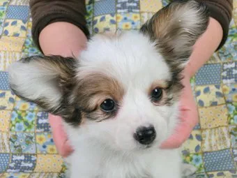 ID：1503-00378の子犬