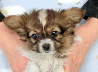 ID:1504-00771の子犬