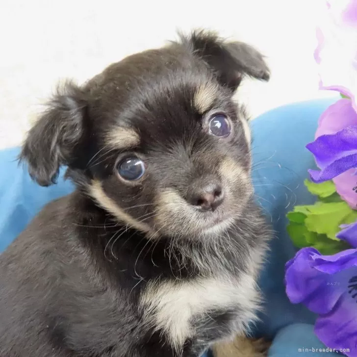 ラブリン 様のお迎えした子犬