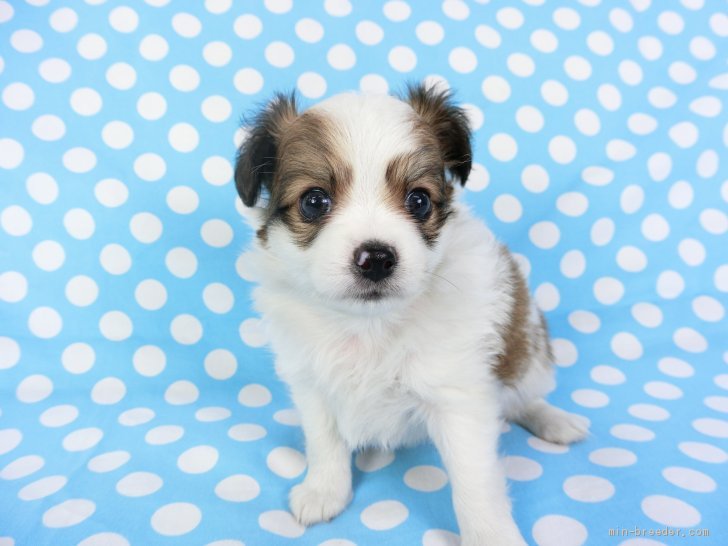 ミックス パピヨン チワワ 千葉県 男の子 19年5月19日 ホワイト レッドセーブル ミックス犬 パピヨン チワワ みんなのブリーダー 子犬id 1906