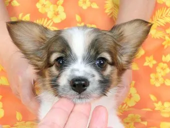 ID:1502-00194の子犬