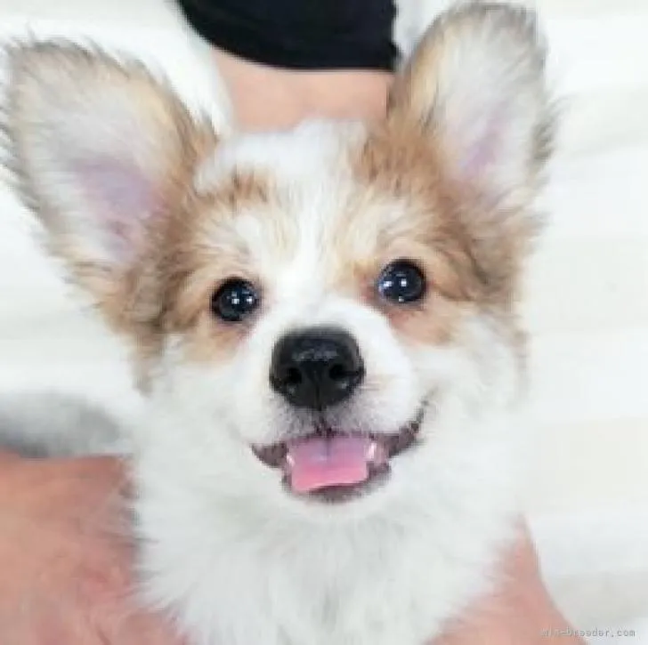 ID:2205-02864の子犬