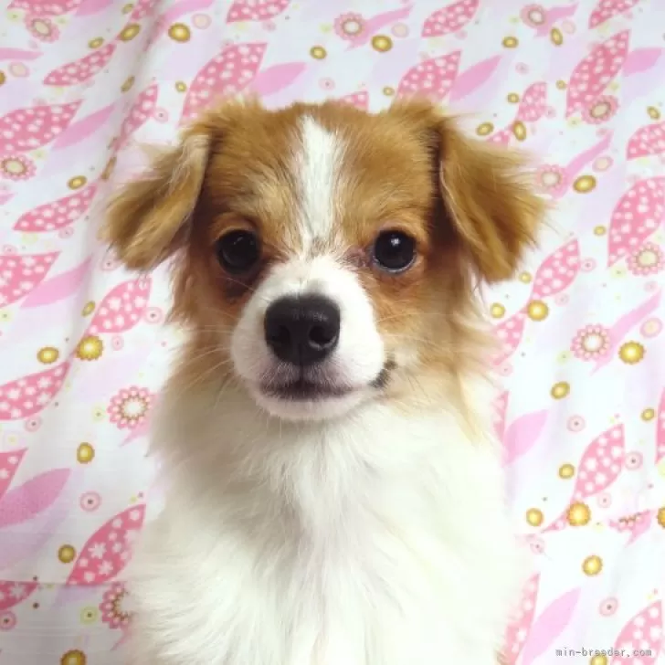 ID：2307-06734の子犬